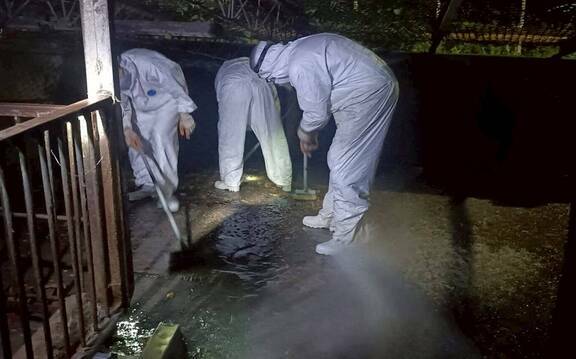 台中動保處擅自清消非洲豬瘟案場恐影響採檢!中市府:將嚴格處分