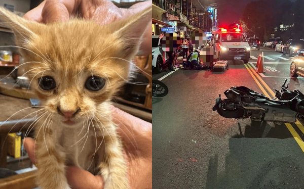 為救流浪貓！7旬老婦違規過馬路遭2機車撞死 兒女目睹崩潰