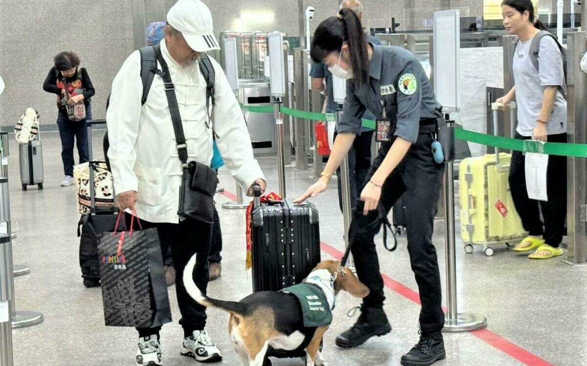 金門小三通今年已查獲15起「中國豬肉」!高雄關:將加強查緝