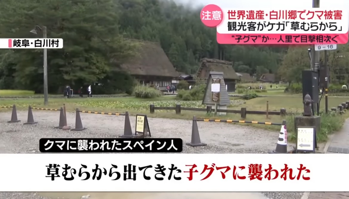 世界遺產名師地的白川鄉合掌村也有熊出沒並侵襲西班牙觀光客。 圖：翻攝NTV官網  連東京都會區也都相繼有熊出沒。 圖：翻攝FNN新聞 