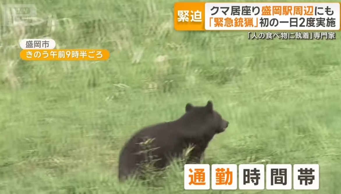  在上班時間居然在岩手縣人口最多的盛岡市盛岡車站附近有熊出沒。 圖：翻攝ANN新聞 