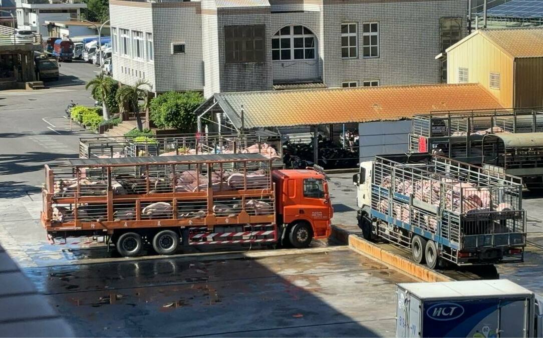 豬市重啟!20處市場7處已開始交易 農業部High喊:準備吃豬