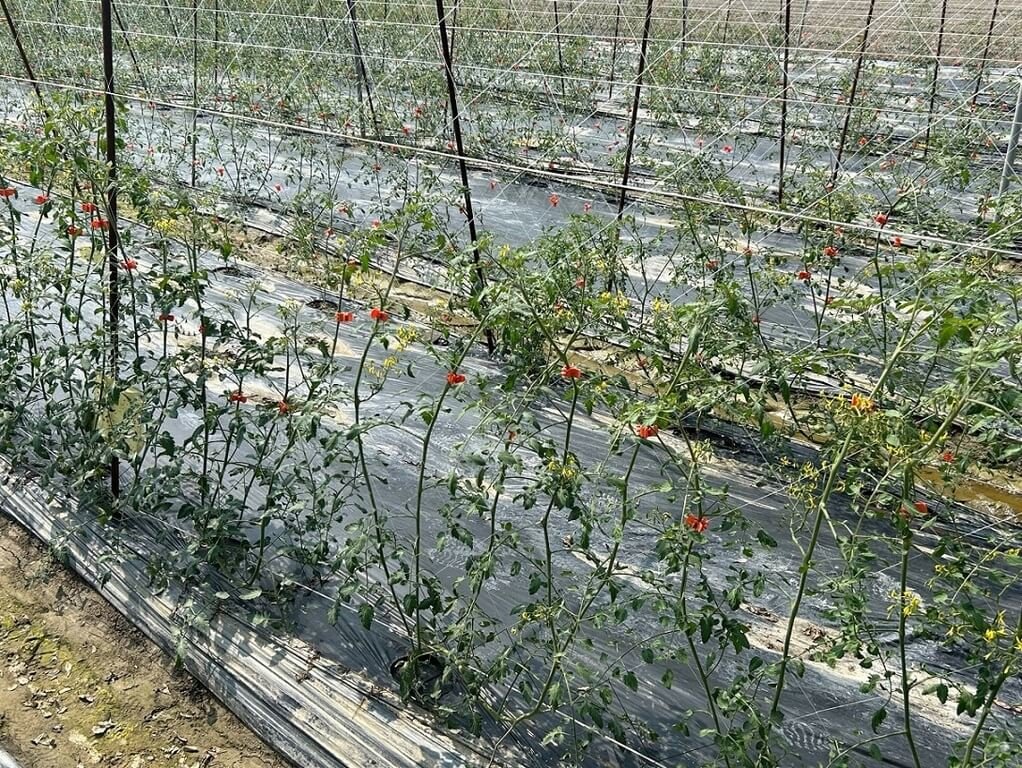 颱風鳳凰逼近 北大武山等步道11/10午後關閉