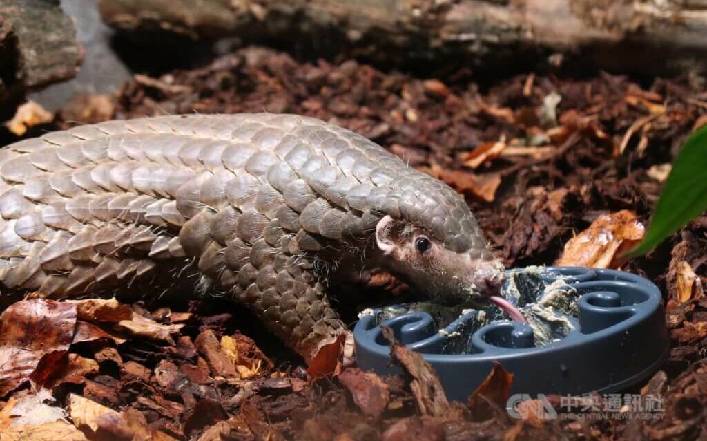 布拉格動物園悼台灣穿山甲離世 稱其占歷史特殊地位