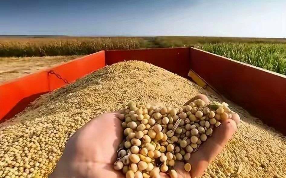 習近平虛晃川普?中美貿易休戰不到兩周 中國疑暫停採購美國黃豆