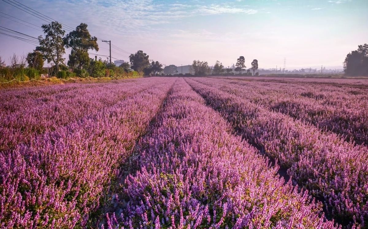 桃園最美花季登場！紫色「仙草嘉年華」11/20開跑