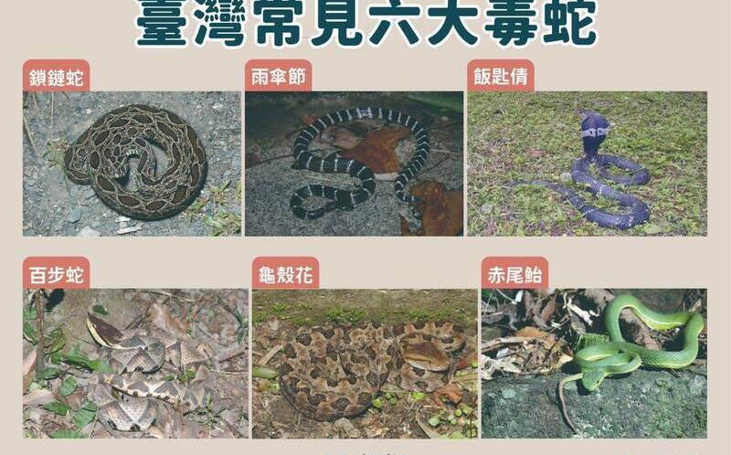 別再用嘴吸了！醫曝蛇咬急救「三大致命錯誤」　關鍵保命法一次看