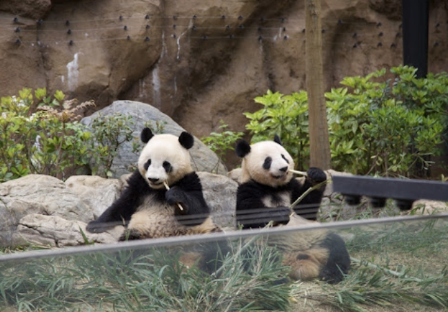  日本上野動物園的2隻大熊貓「曉曉」和「蕾蕾」將被中國收回。 圖 : 翻攝自人民網 