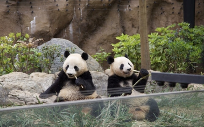 不想再被情勒! 日7成民眾寧願「零熊貓」 46條航線未來兩周「零航班」