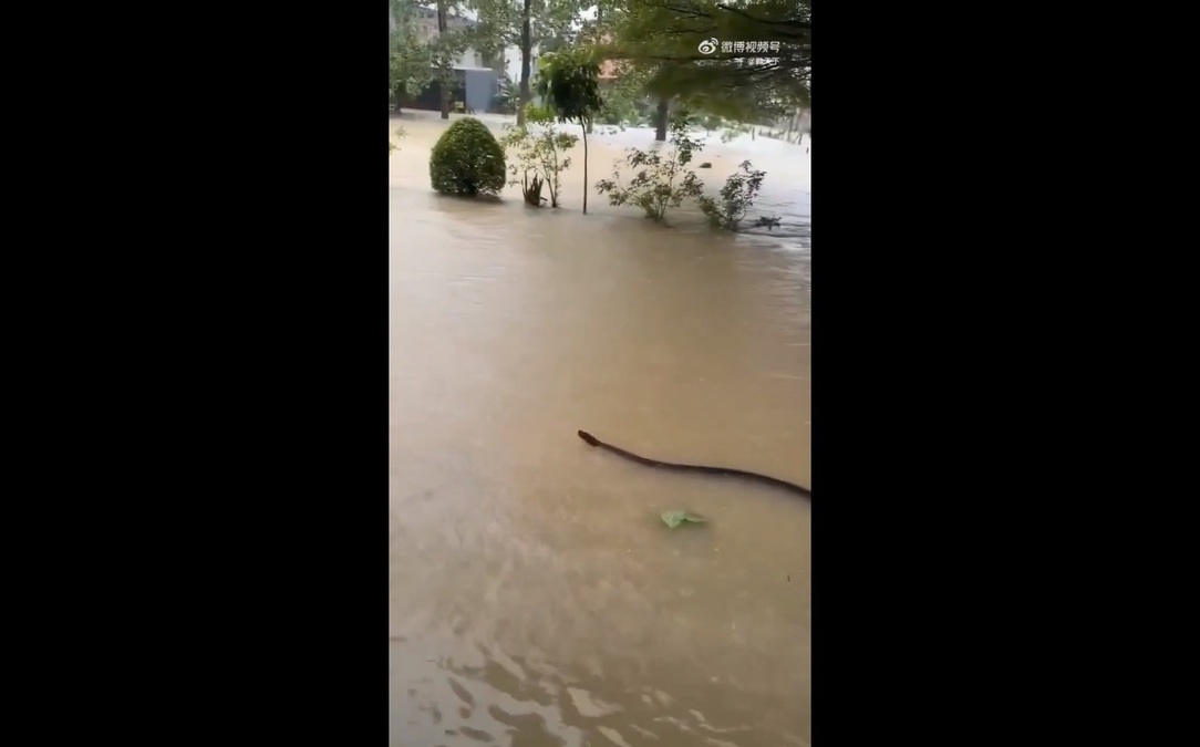 (影)驚！泰國連日暴雨釀災  竟見巨蛇水中游動