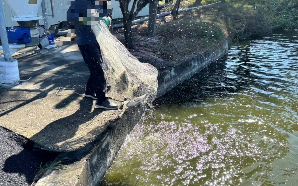 「錯驗鯛魚片」害慘雲林養殖戶！合作社慘賠1200萬  漁民失眠嘆無奈