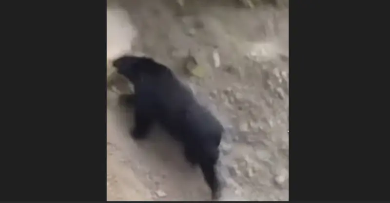 南投露營區旁有熊出沒!台中這地區也警戒