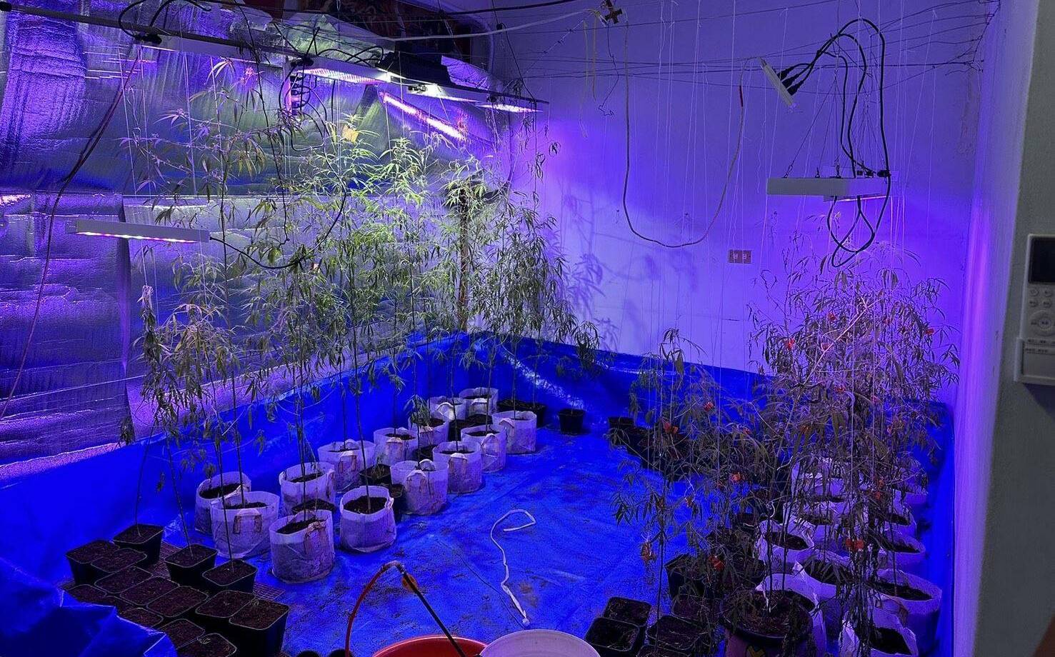 南投男欠債百萬  被誘「種大麻抵債」 租屋造千萬栽培室遭逮