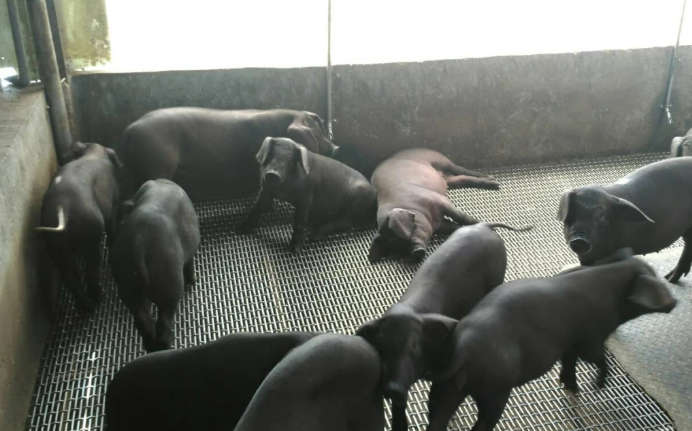 2027廚餘禁令重創「六堆黑豬」!豬農嘆:廚餘未解決 產業恐先滅