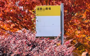 福壽山楓葉正紅!公車站牌成夢幻打卡點 網讚:最美造景