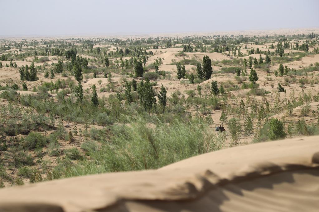  中國學者表示，除了「綠色長城（Great Green Wall）」計畫之外，自1999年開始的「退耕還林」與「天然林保護計畫」等一系列的植林政策，也大幅增加了水資源的蒸發散量。 圖：翻攝自 X 