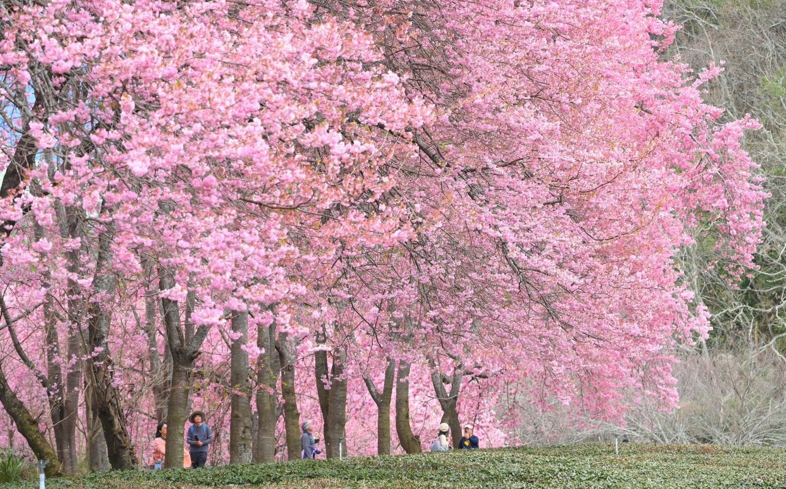 懶人包》春節走春踏青去!全台10大熱門櫻花景點一次看
