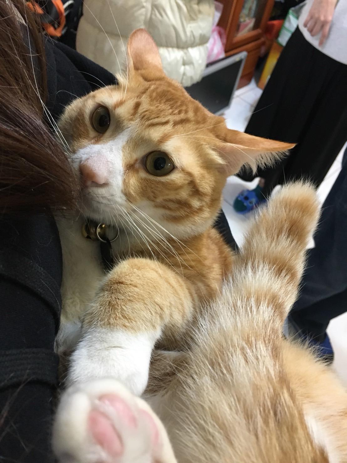 「三顆核彈」恐衝擊綠年底選情? 她警告 : 版圖不但沒擴充 恐還面臨縮減風險