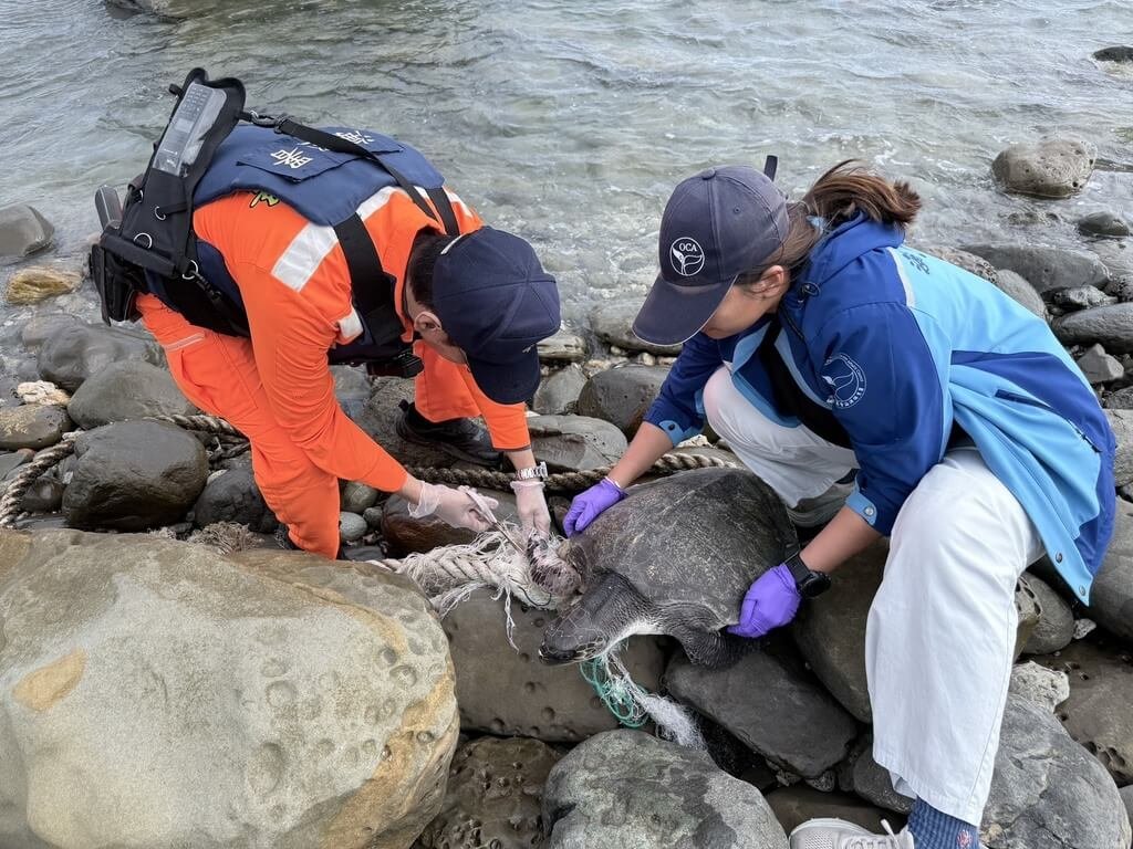 保育類欖蠵龜台東遭漁網纏繞 海巡助脫困送治療
