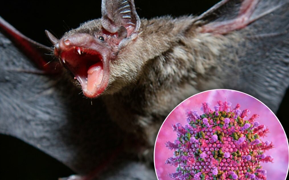 蝙蝠又傳致命病毒!無疫苗、特效藥 孟加拉爆「尼帕」致死率破七成、醫護陷昏迷