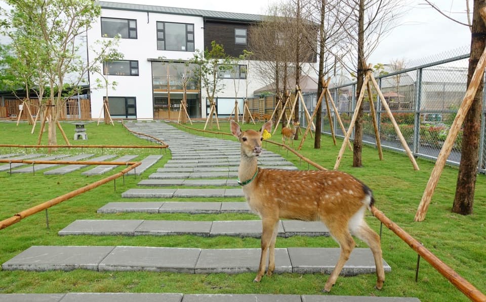 空拍投毒男神隱!張美阿嬤農場負責人痛批「巨嬰弟」害慘媽媽