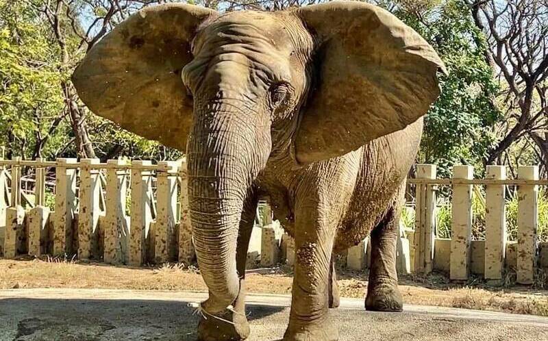 陪伴高雄人半世紀!壽山動物園非洲象「阿里」離世