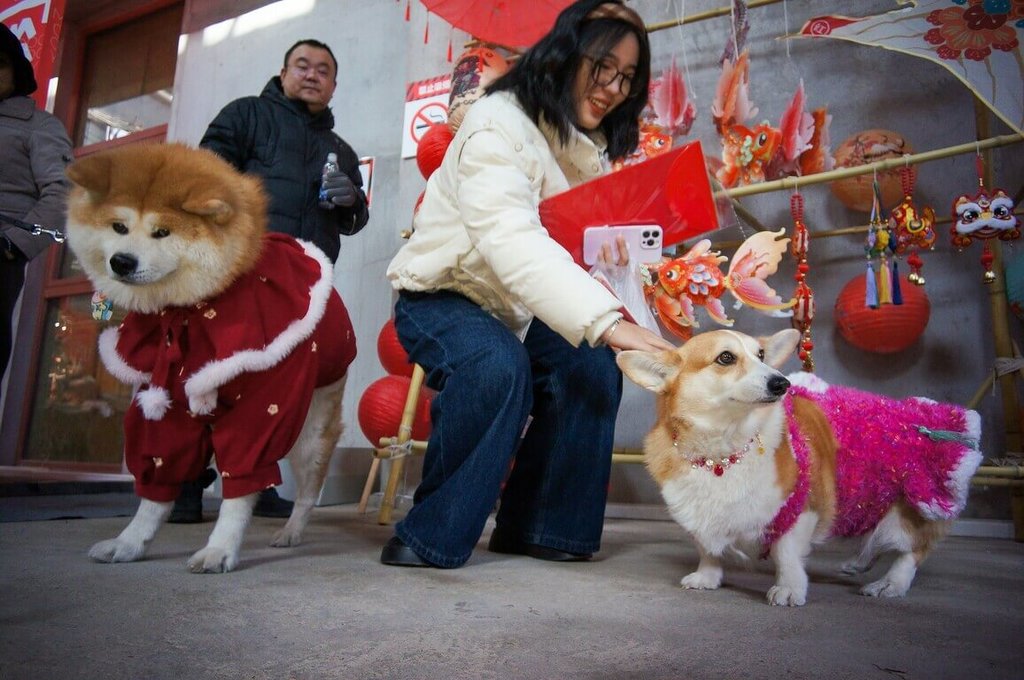 中國寵物消費市場突破1.4兆元 毛孩過年花樣多