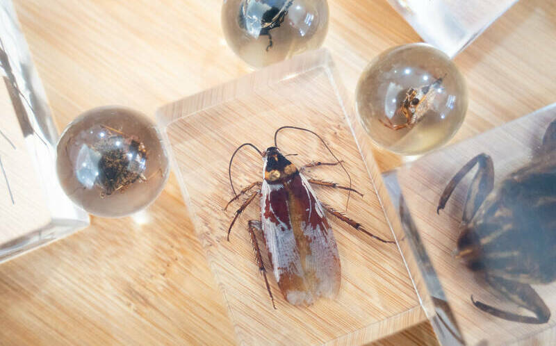 不是整人!動物園春節刮刮樂送「蟑螂標本」 園方揭「真實價值」全網驚呆