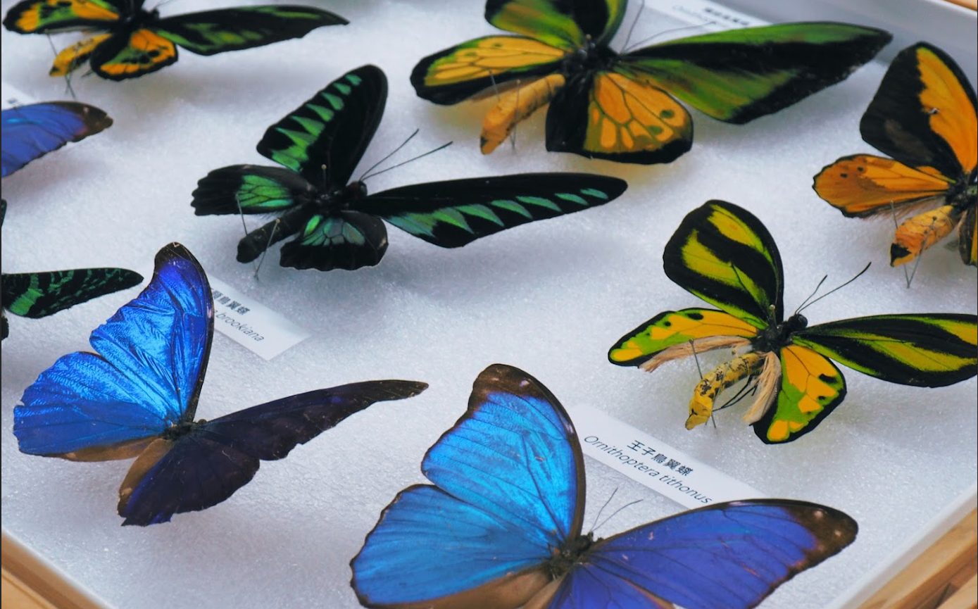 珍稀標本在家任意翻轉!科博館3DGS新技術 「零距離」探索自然科學