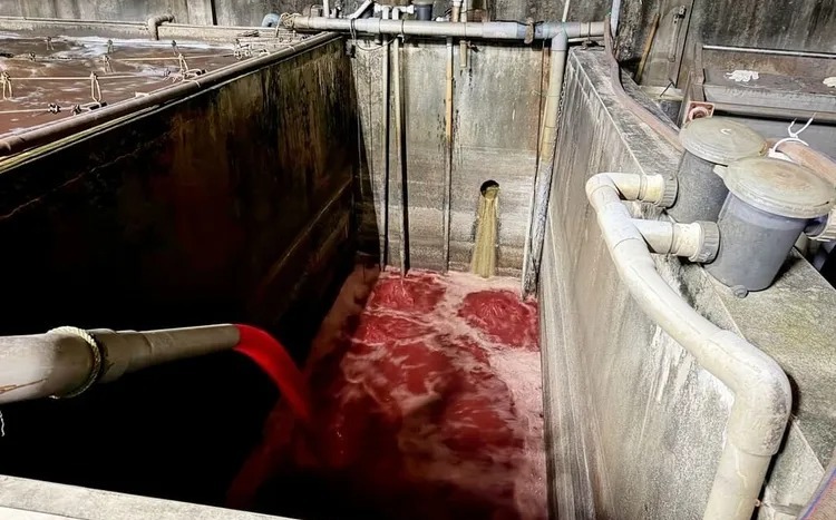 血流成河!新北「福伯食品」私接暗管偷排血水污染水溝遭勒令停工