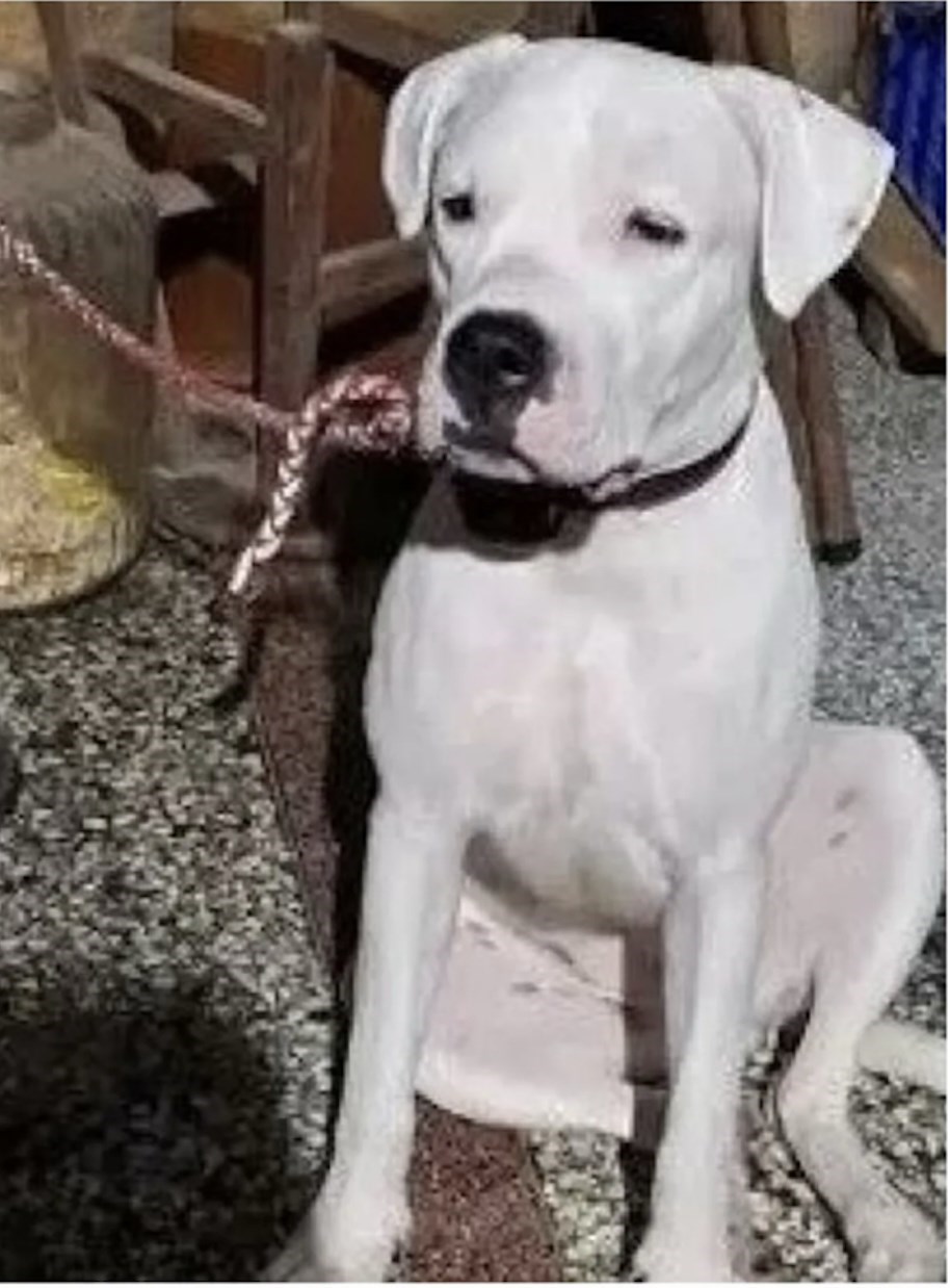 彰化狗屍案送驗待確認身分 檢指揮偵辦