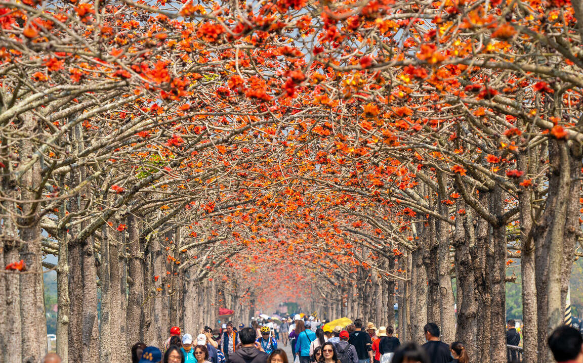 1公里火紅花道正好拍!白河木棉花盛開中 台南賞花攻略一次看