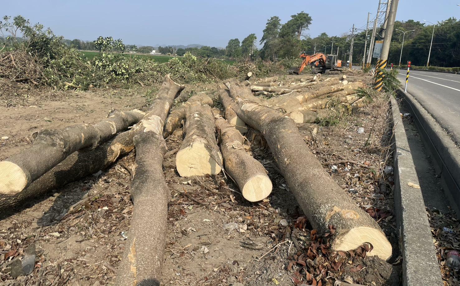 台3線林園大道突遭大規模砍伐 邱議瑩要求台糖立即停止作業