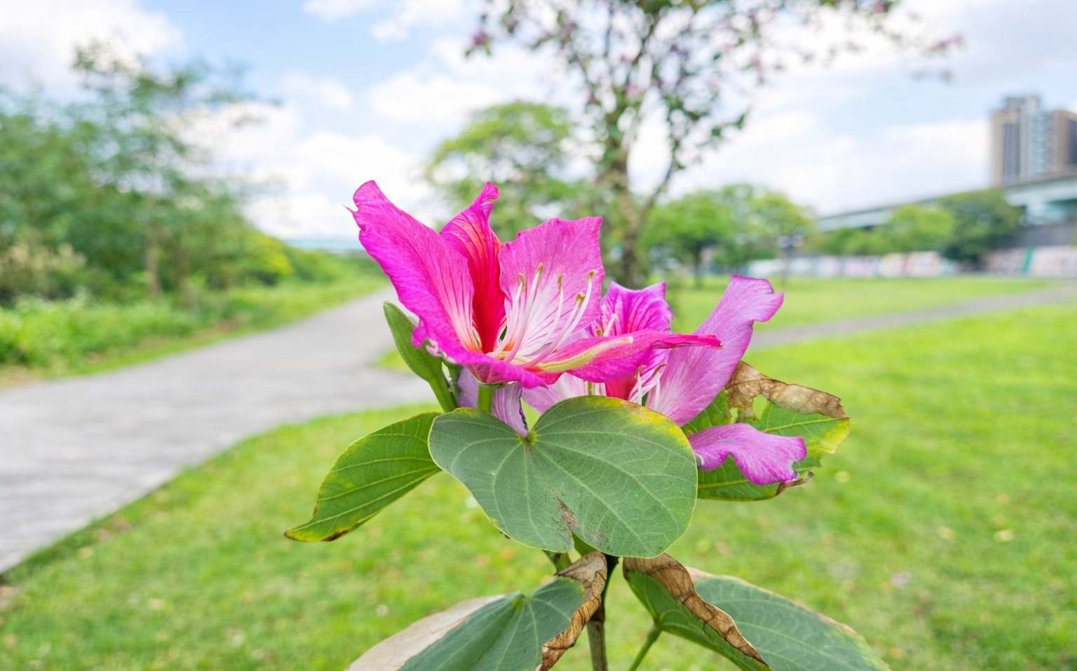 羊蹄甲盛開河濱公園!春遊賞花還能餵羊咩咩