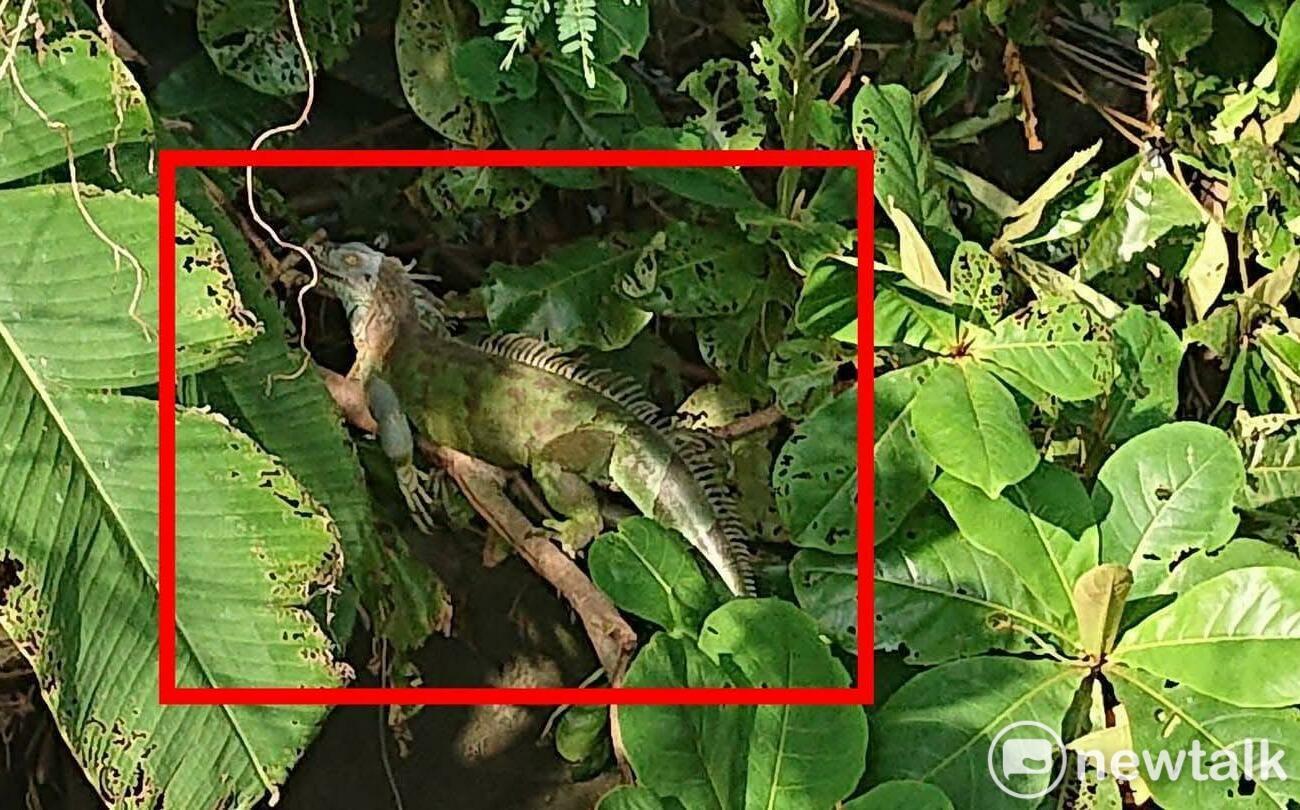 綠鬣蜥侵門踏戶暴增2.5倍 陳亭妃促中央成立應變小組鎖定熱點區域精準移除