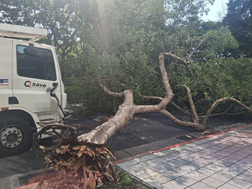 北市拖吊車不慎勾拉8公尺路樹傾倒 幸無人傷