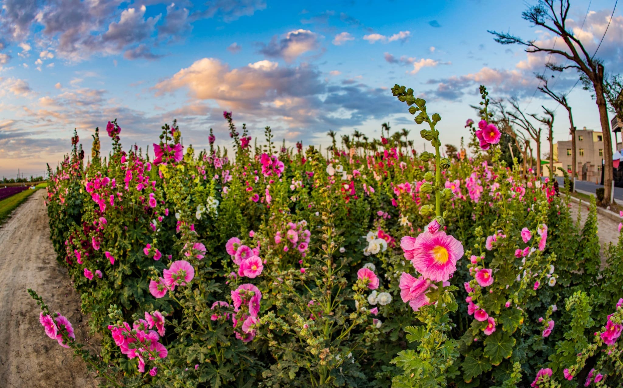 兒童節到台南趴趴走!賞花農遊8大活動一次玩到瘋