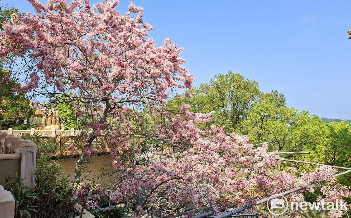 南化糖蜜浪漫遇 寶光花旗尋覓境 共賞粉紅花海