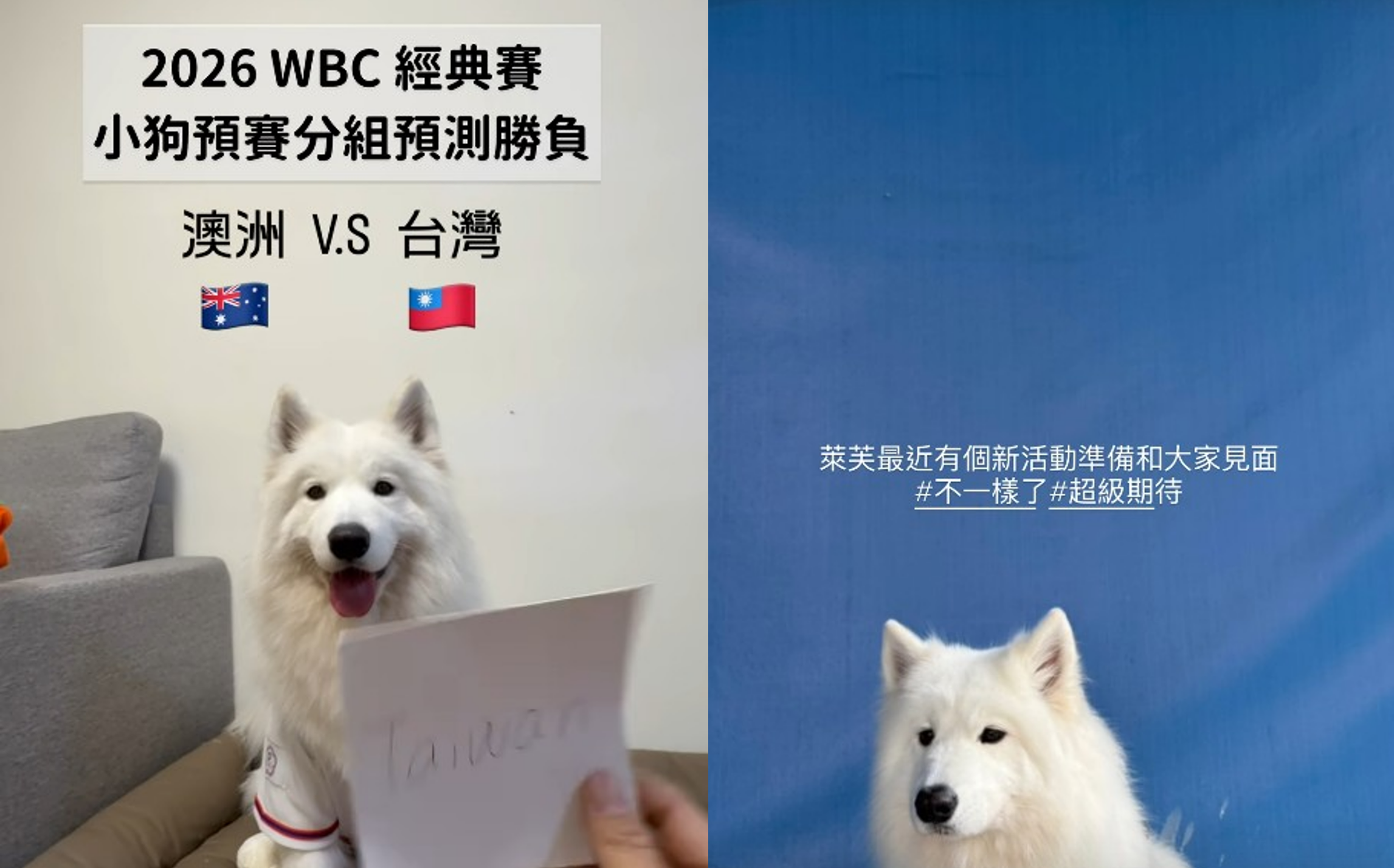 WBC神預言爆紅!「神犬萊芙」4/4新莊開球 治癒萌力啦啦隊女神也淪陷