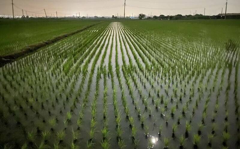 石門水庫水量將跌破5成!桃園農灌陷入危機?農業局回應了