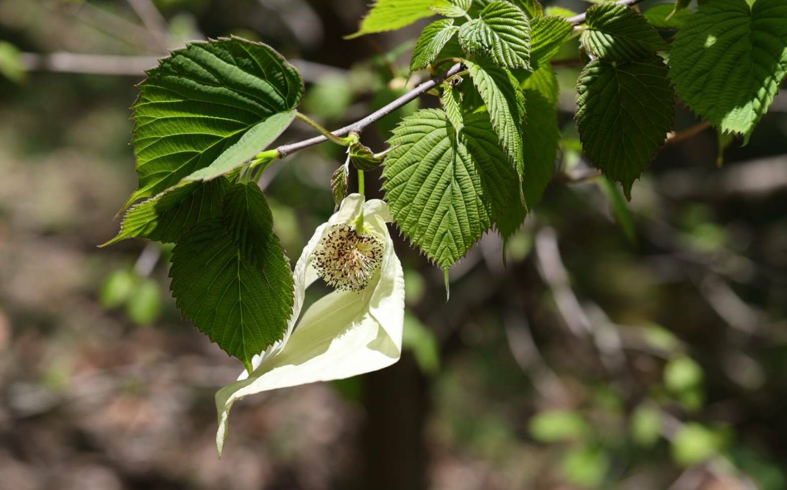 春遊碧綠溪賞花一整季!五月迎來「鴿子樹」 白鴿展翅飛舞成亮點