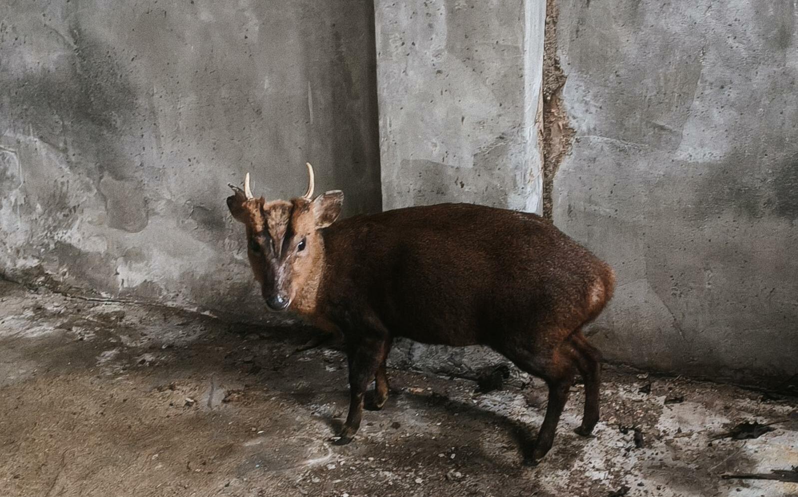 神明連賜三聖杯進廟庇護!落難山羌3月初野放 順利重返山林