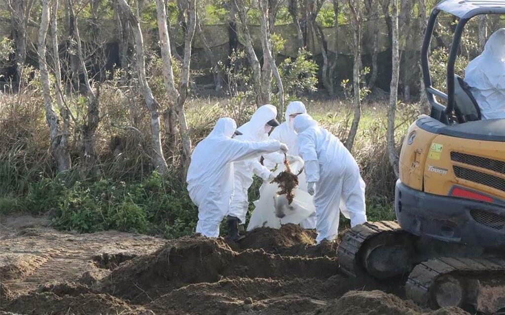 隱匿禽流感續賣黑心蛋!豐康牧場丟埋2359隻病死雞 檢方起訴求重刑