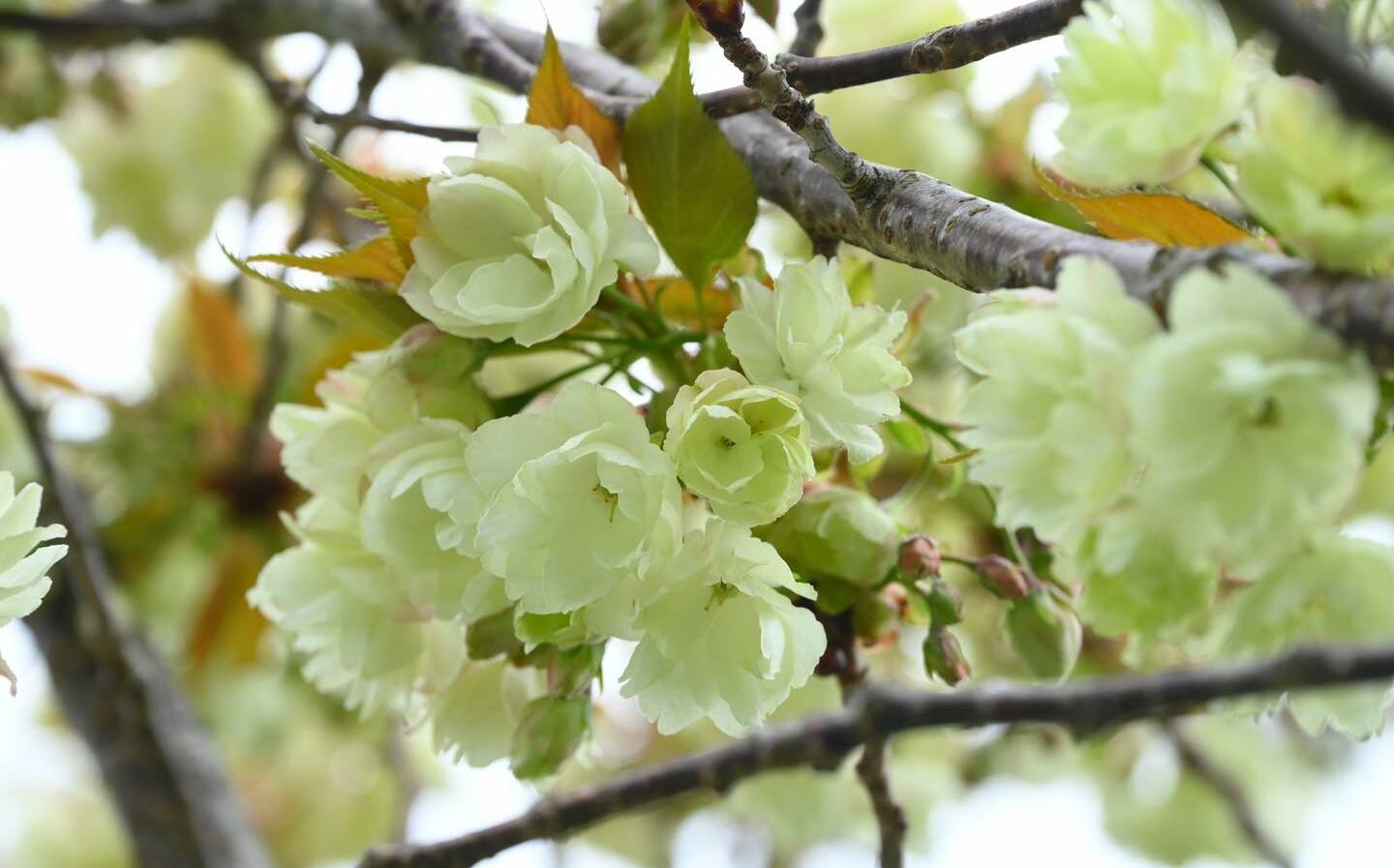 武陵農場鬱金櫻大綻放!最多只開15天 感受最後春日浪漫