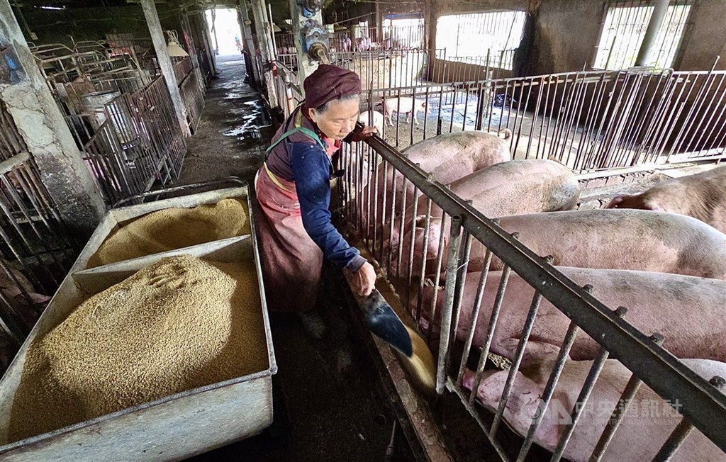 台灣重返非洲豬瘟非疫國 總統:持續強化防疫韌性