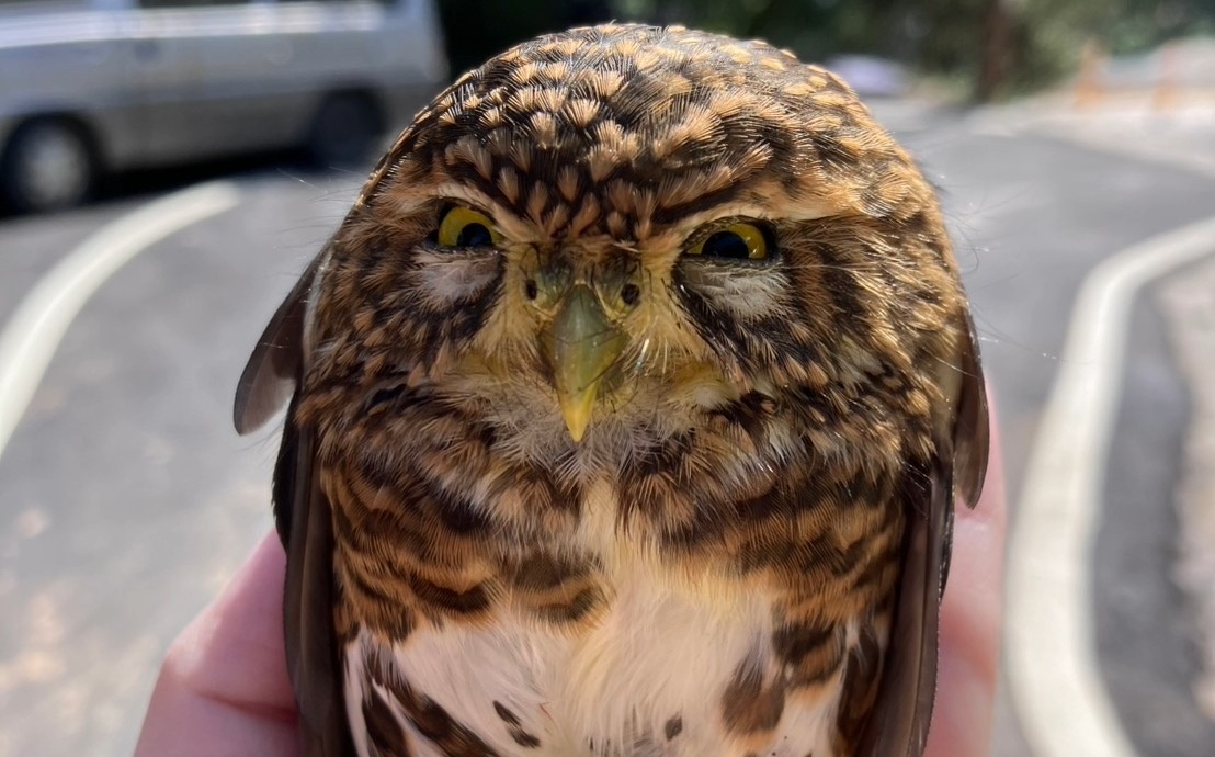 車頂驚見超萌「憤怒鳥」?原來是台灣最迷你貓頭鷹