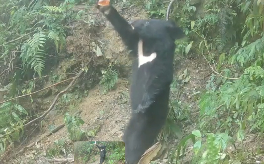 (影) 台灣黑熊首例!母女同日放回山林