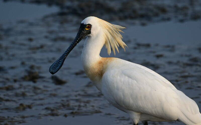 「2026年黑面琵鷺全球同步普查」結果出爐!台灣記錄4,719隻創歷史新高