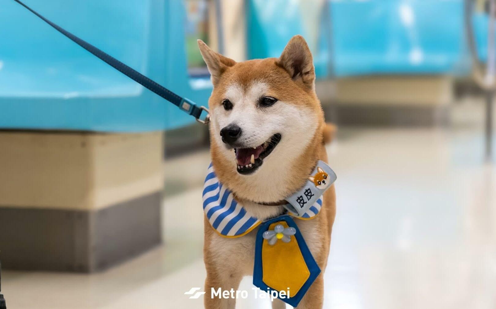 毛孩上車!國際寵物日 北捷4部最萌狗狗列車下午開跑