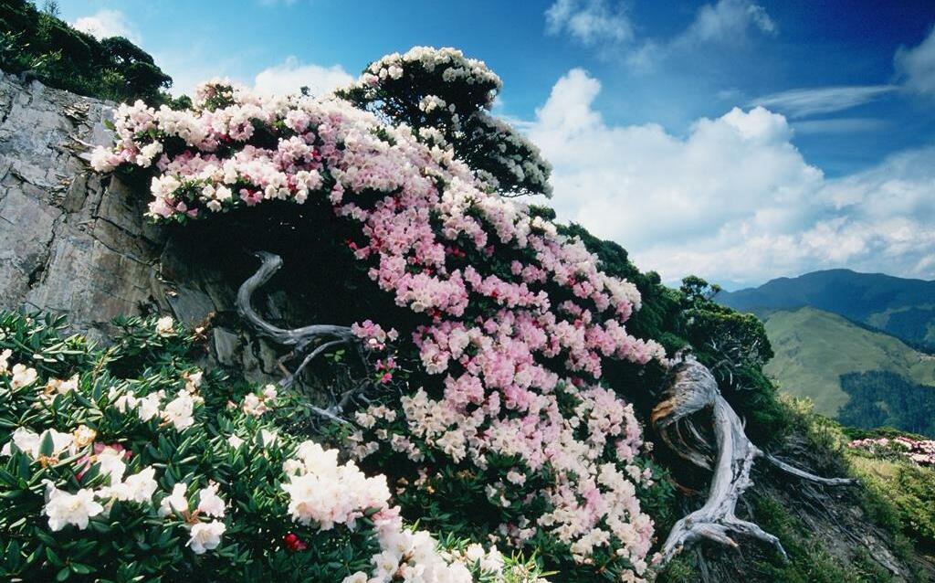 合歡山賞杜鵑全攻略!粉紅色彩點綴綠色山林 交管措施一次看